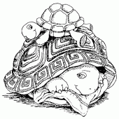 coloring picture of a small tortoise on the carapace of a large tortoise